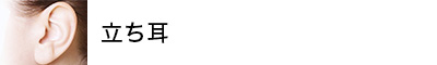 立ち耳
